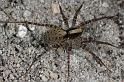 Pardosa_lugubris_D7410_Z_89_NP De Hoge Veluwe_Nederland